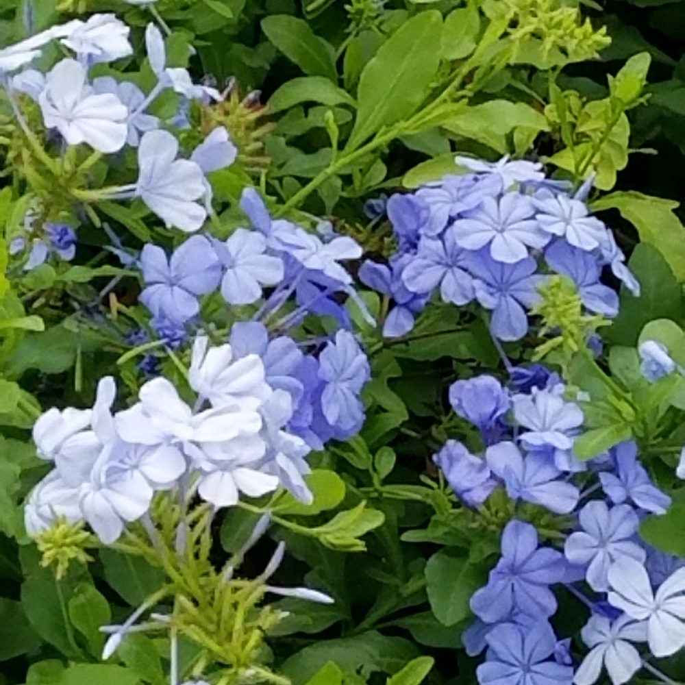 Meet your Posher, Marlen